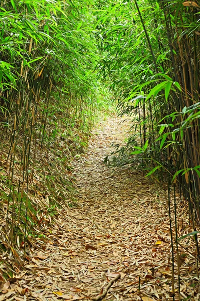 Caminho da floresta de bambu — Fotografia de Stock
