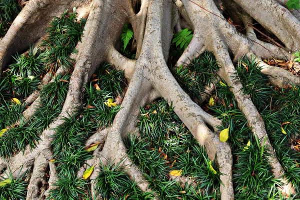 Raíz de árbol — Foto de Stock