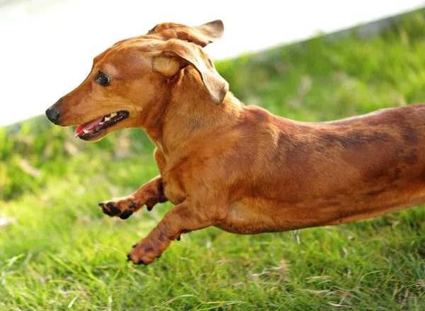 Jamnik pies biegać i skakać — Zdjęcie stockowe