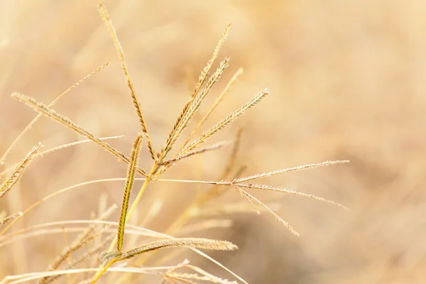 Żółty jesienią trawa — Zdjęcie stockowe