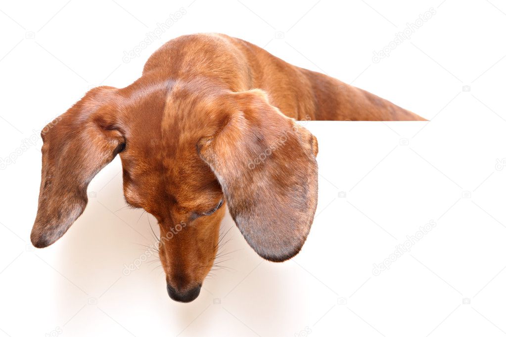 Dachshund dog looking down