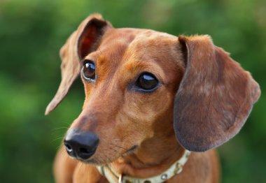 Dachshund Köpek