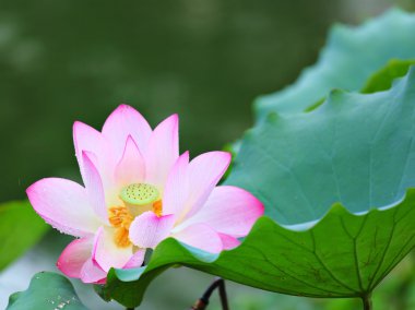 pembe lotus