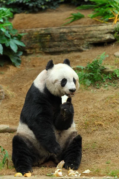 The Panda — Stock Photo, Image