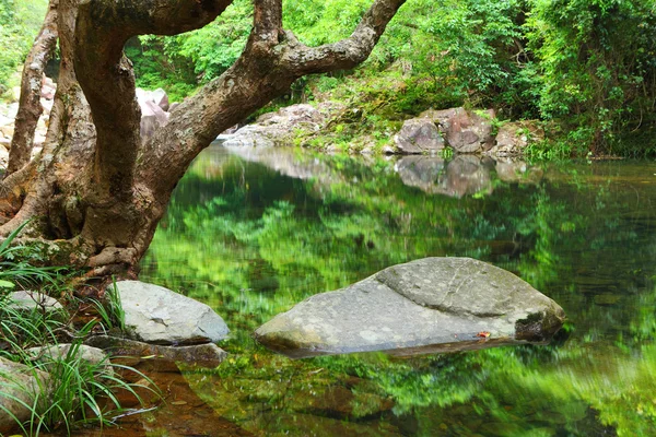 Strom a voda v džungli — Stock fotografie