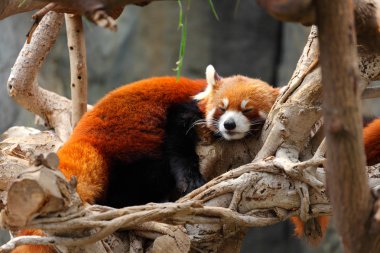 Kızıl panda