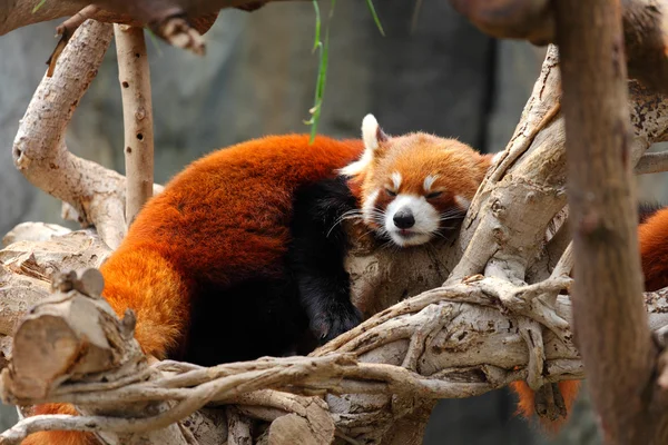 Röd panda — Stockfoto