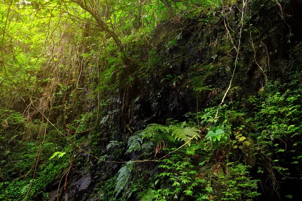 ジャングル — ストック写真
