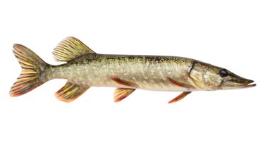 Pike isolated clipart
