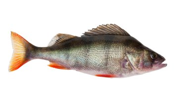 Freshwater perch clipart