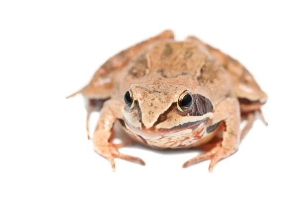 stock image Frog on white