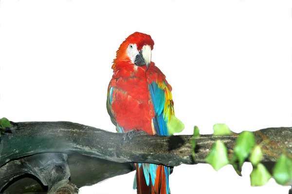 Den stora papegojan, isolerat på vitan — Stockfoto