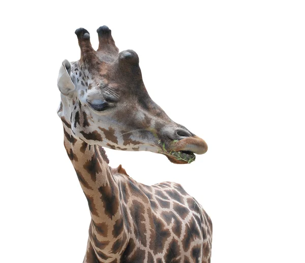 Beyaz izole bir zürafa başkanı — Stok fotoğraf