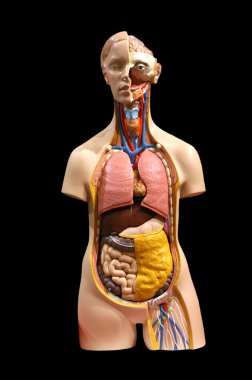kişinin iç organlarının breadboard modeli