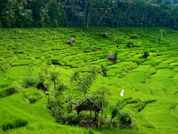 Balinesische Reisfelder werden als Terrassen angelegt — Stockfoto