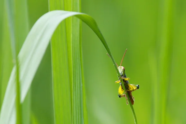 Кузнечик сидит на зеленой траве — стоковое фото