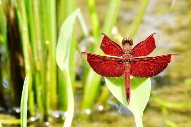 Neurothemis Terminata a red dragonfly in Bali clipart