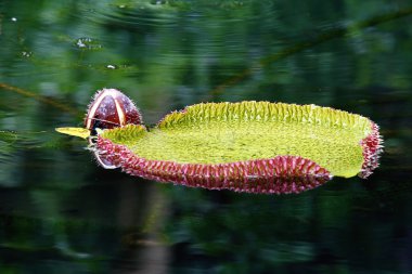 Nymphaea kızgözü, dev bir nilüfer Bali