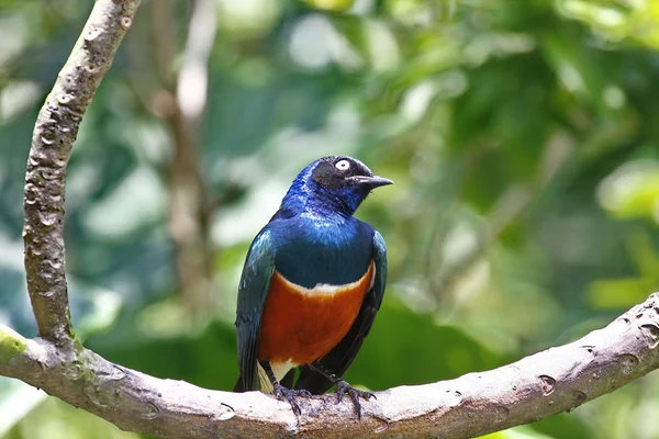 stock image Blue bird sitting on a branch