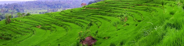 Campos de arroz balineses são criados como terraços — Fotografia de Stock