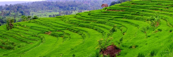 Campos de arroz balineses são criados como terraços — Fotografia de Stock