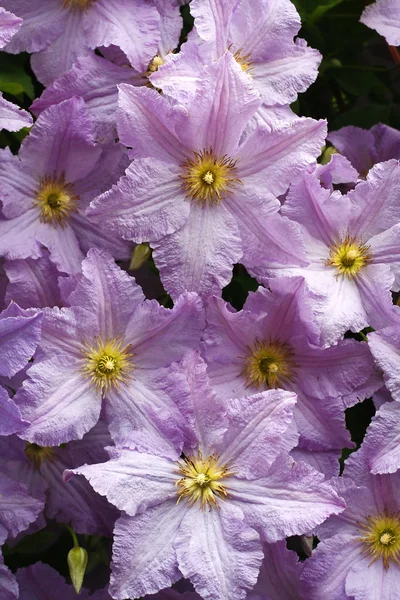 Клематис цвіте рожево-жовтим — стокове фото