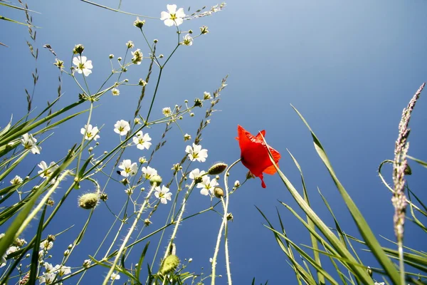 Field with flowers from the perspective of a mouse — Stock Photo, Image