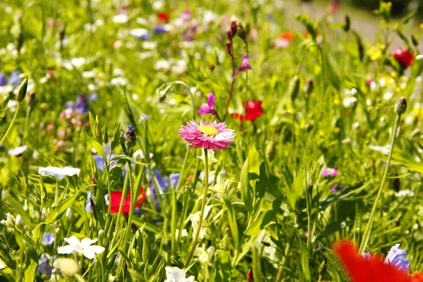 stock image Field with flowers from the perspective of a mouse