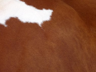 Brown Cow Skin with a White spot in the corner clipart