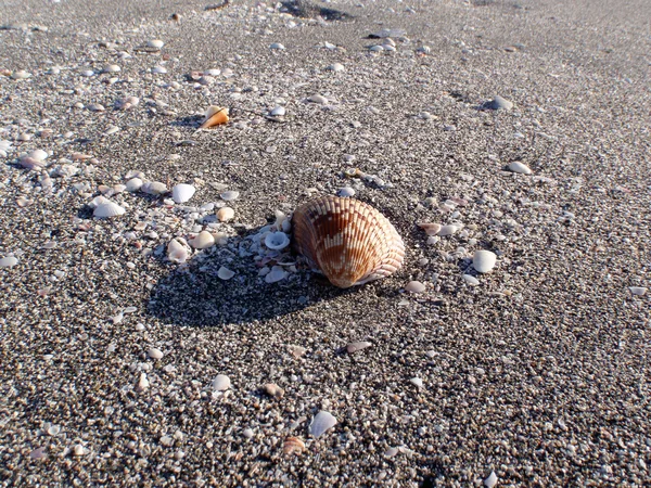 Stor muslingeskal på sandet blandt stranden - Stock-foto