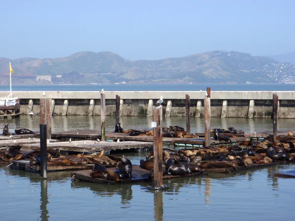 Морських левів відпочивають біля Pier 39 у San Francisco — стокове фото
