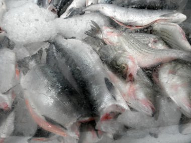 congelado en un bloque de pescados del hielo