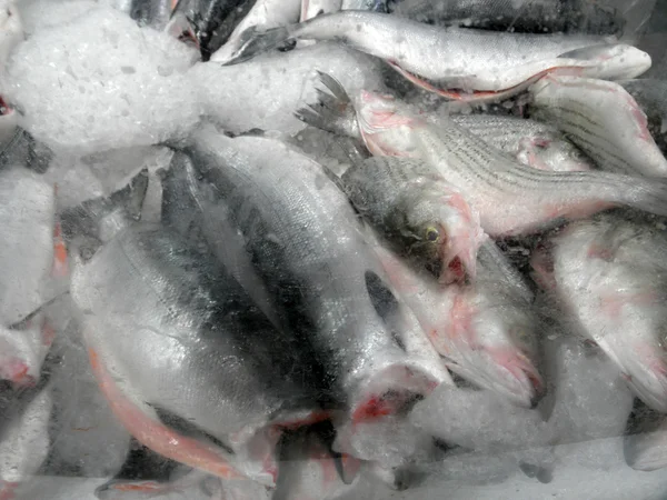 Zamrożone w bryle lodu ryb — Zdjęcie stockowe