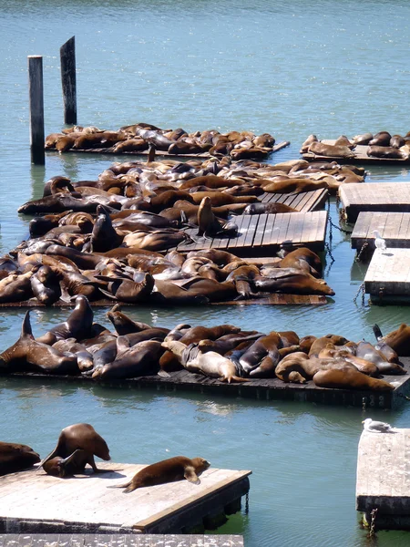 Морських левів відпочивають біля Pier 39 у San Francisco — стокове фото