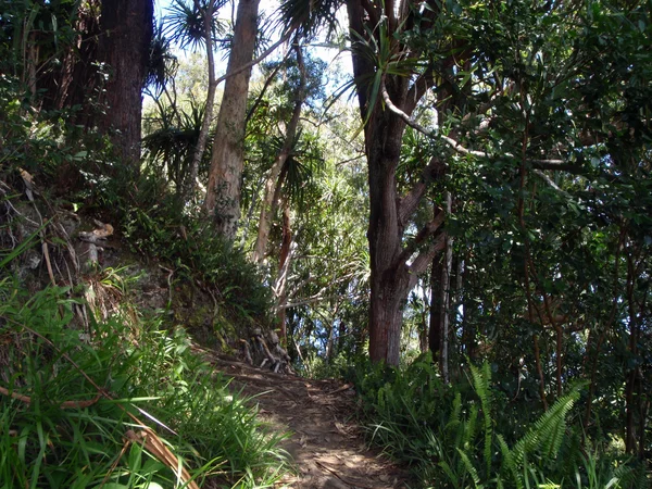 Hiking Path on Maui — Stock Photo, Image