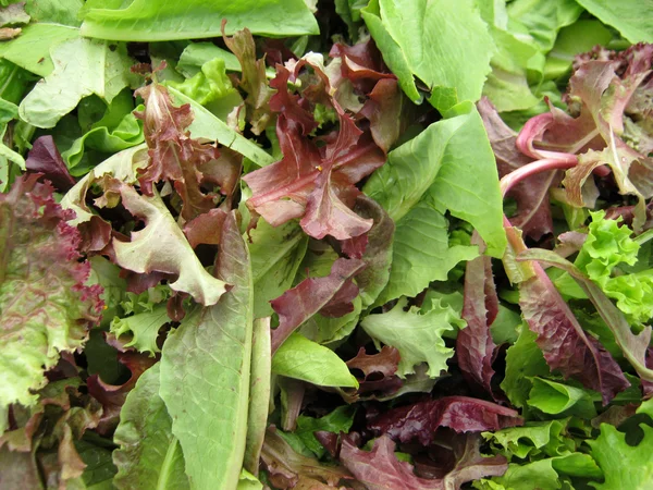 Spring Leaf Lettuce — Stock Photo, Image