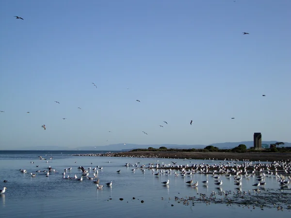 Western Gulls hang in shallow waters of Candlestick Point — Stock Photo, Image