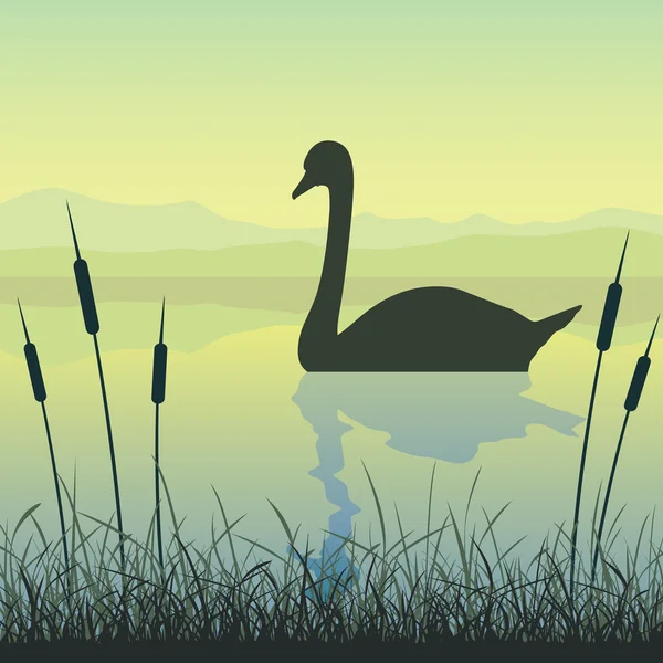 Swan on Lake — Stock Vector