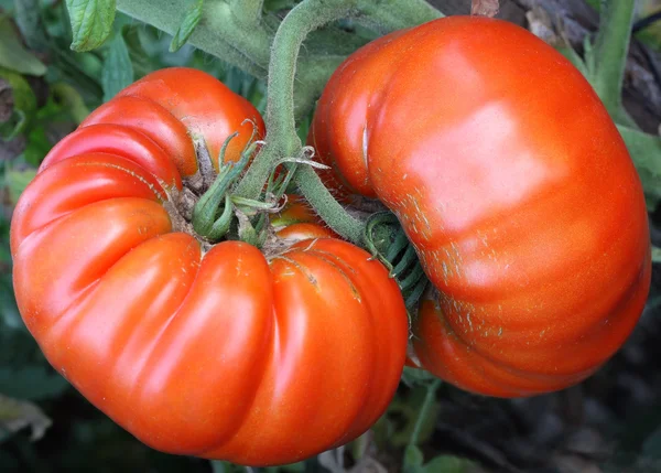 Two big tomatoes — Stock Photo, Image