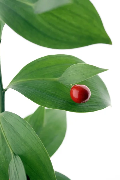 Rote Beere auf grünem Brunch — Stockfoto