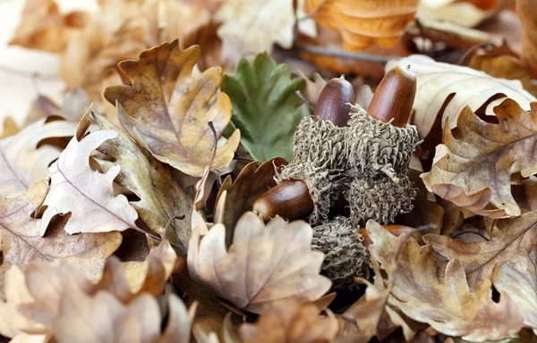 Ghiande e foglie di quercia — Foto Stock