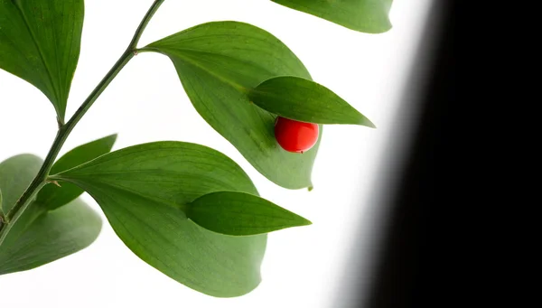 Rode berry op groene brunch Stockafbeelding