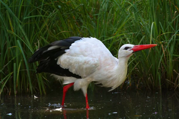 stock image Stork in water