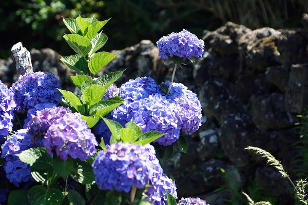 Hydrangea Macrophylla