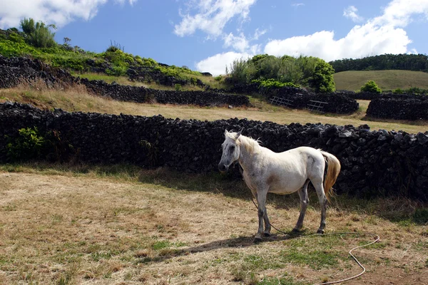 Vit häst på betesmark Stockbild