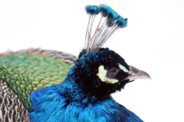 stock image Peacock