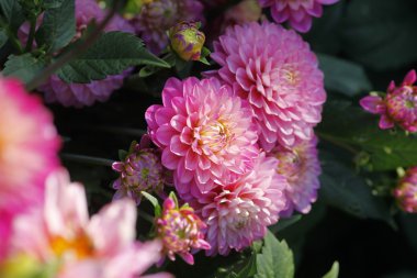 Dahlienblüte