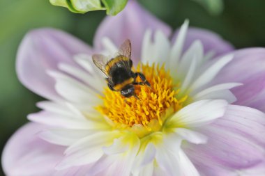 Dahlienblüte