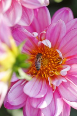 Dahlienblüte