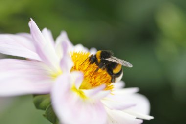 Dahlienblüte